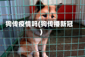 狗传疫情吗(狗传播新冠)