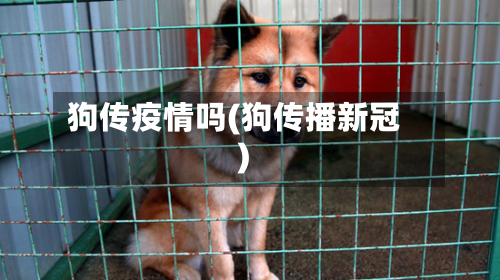狗传疫情吗(狗传播新冠)-第1张图片