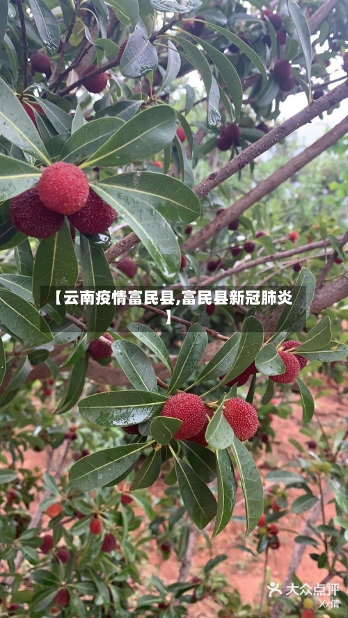 【云南疫情富民县,富民县新冠肺炎】-第1张图片